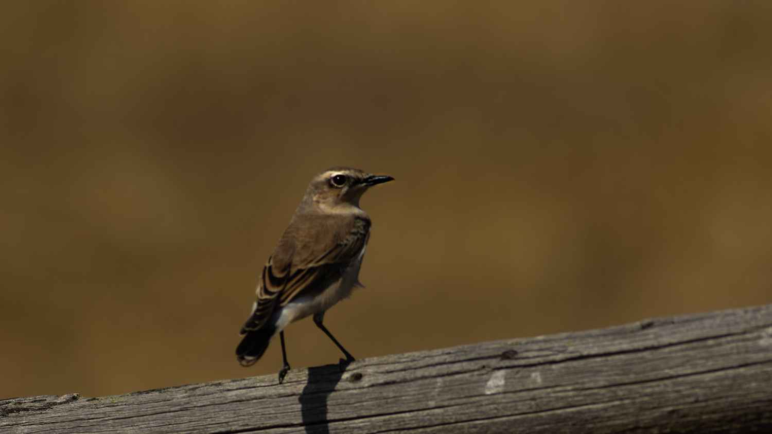 Isabelline Wheatear